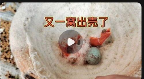 头条里的老鸟,揭秘职场老手的生存法则与智慧