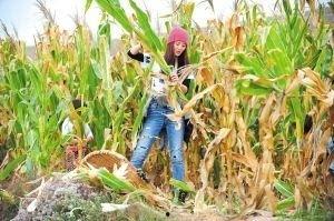 玉米夹明星,揭秘明星与玉米的奇妙缘分