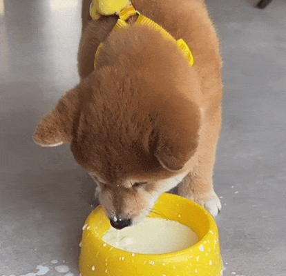 今日头条小狗图片大全,带你领略萌犬风采