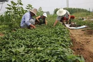 农民免费吃瓜视频下载,农民免费吃瓜视频走红网络，下载热潮席卷而来