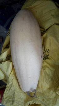 大白瓜晒干后怎样吃