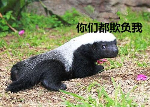 户外平头哥爆料视频,揭秘真实户外生活点滴