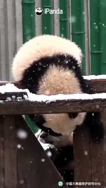 吃瓜小熊麻将,趣味横生的麻将世界