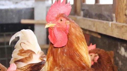 是鸡的网红,从田间到网络，一只鸡的逆袭之路