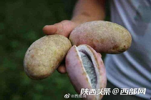 吃野生八月瓜,大自然的馈赠与美食探索之旅