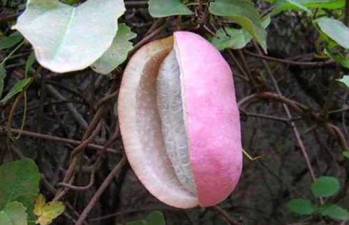 八月瓜物理老师,探索自然奥秘的奇妙之旅