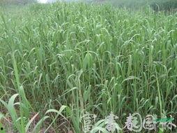 日本芦田明星,日本演艺界的璀璨新星