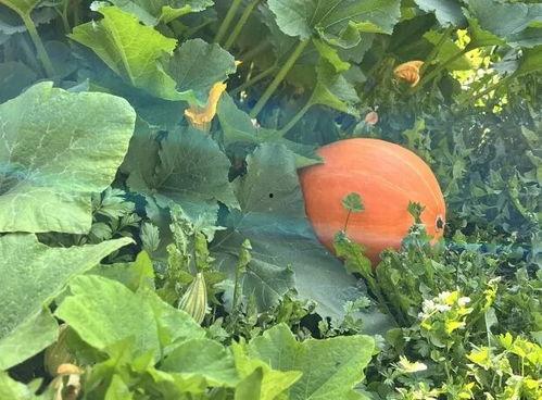 吃瓜所爱,吃瓜群众眼中的娱乐圈风云录